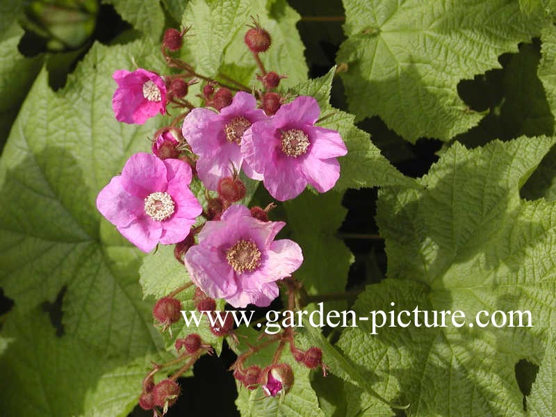 Rubus odoratus