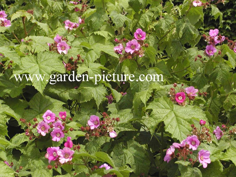 Rubus odoratus