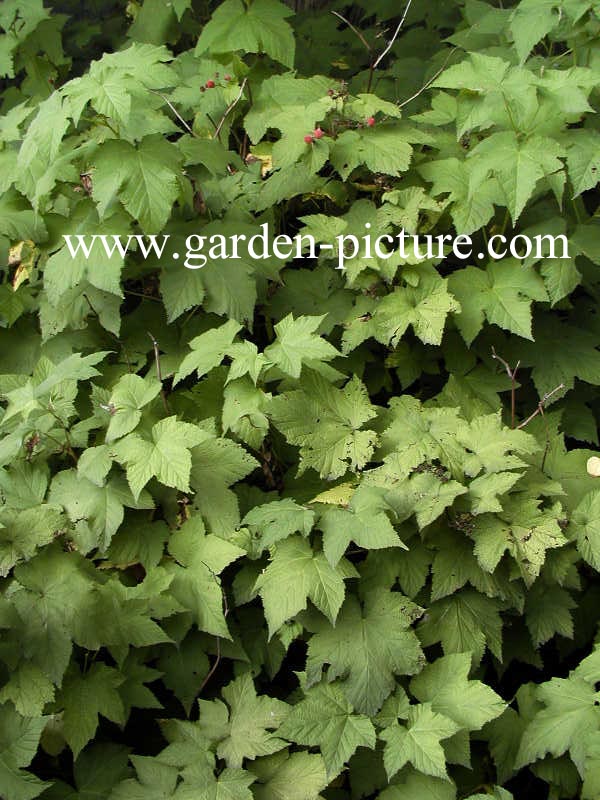 Rubus parviflorus