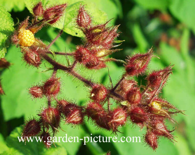 Rubus phoenicolasius