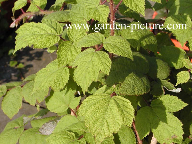 Rubus phoenicolasius