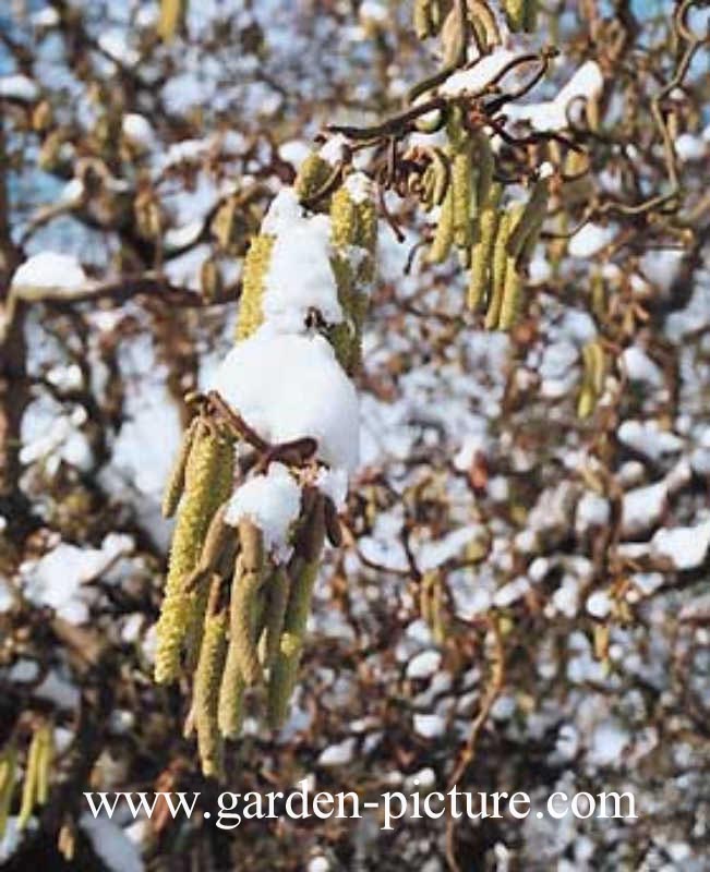 Salix babylonica 'Tortuosa'