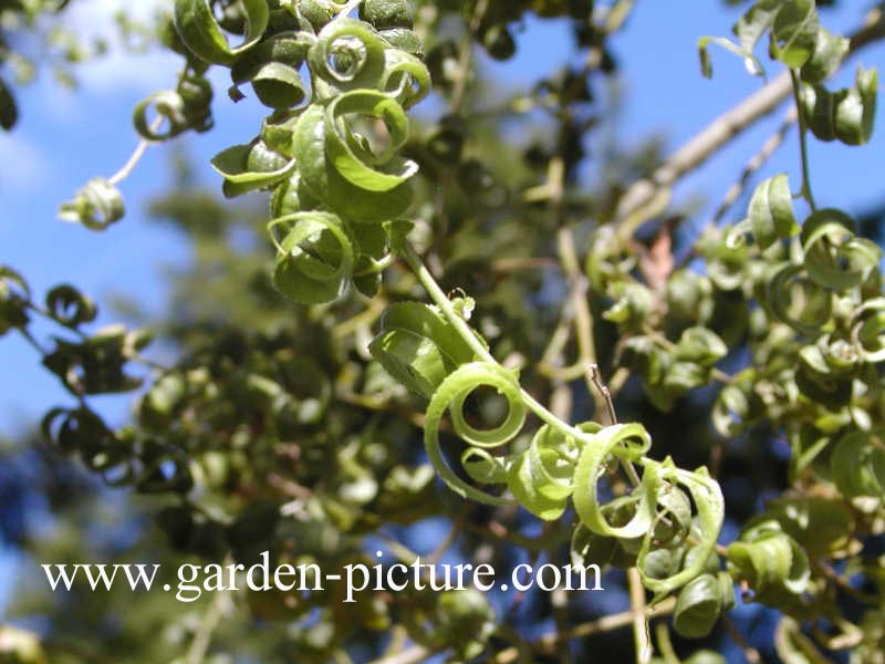 Salix babylonica 'Crispa'