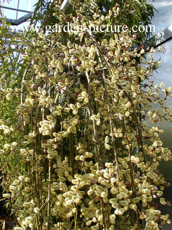 Salix caprea 'Kilmarnock'