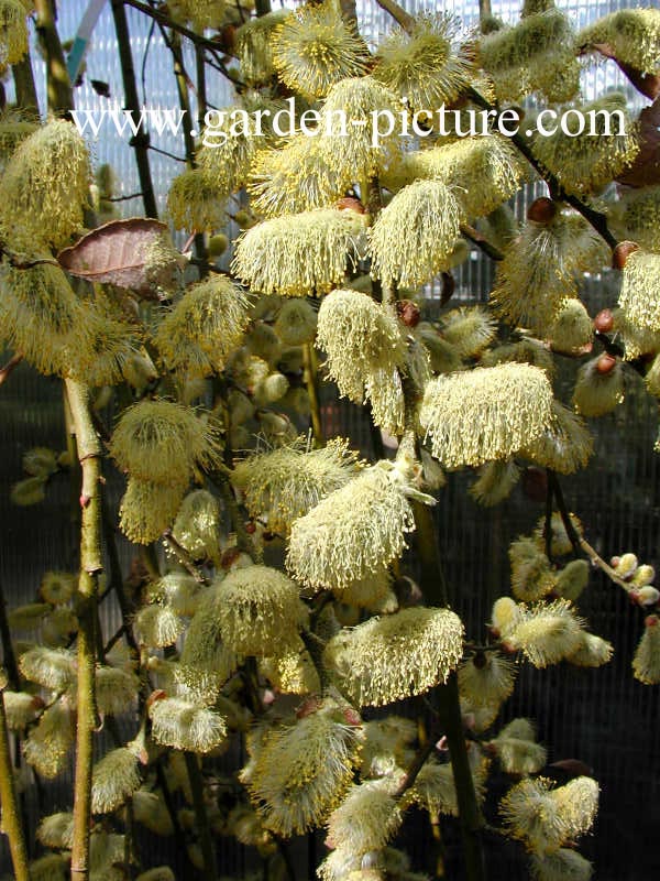 Salix caprea 'Kilmarnock'