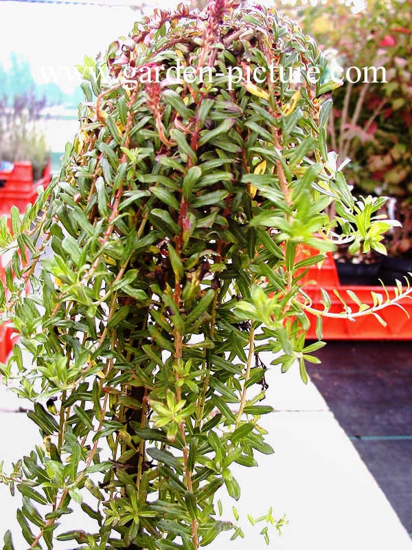 Salix hylematica
