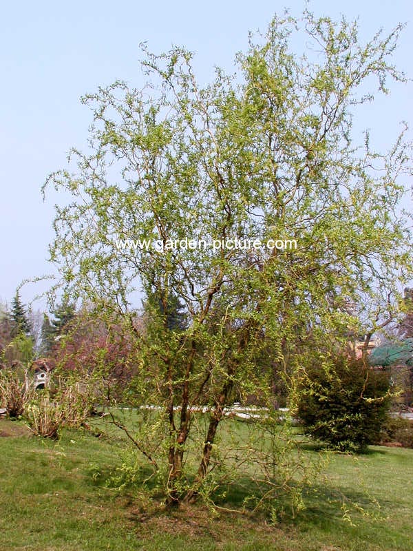 Salix babylonica 'Tortuosa'