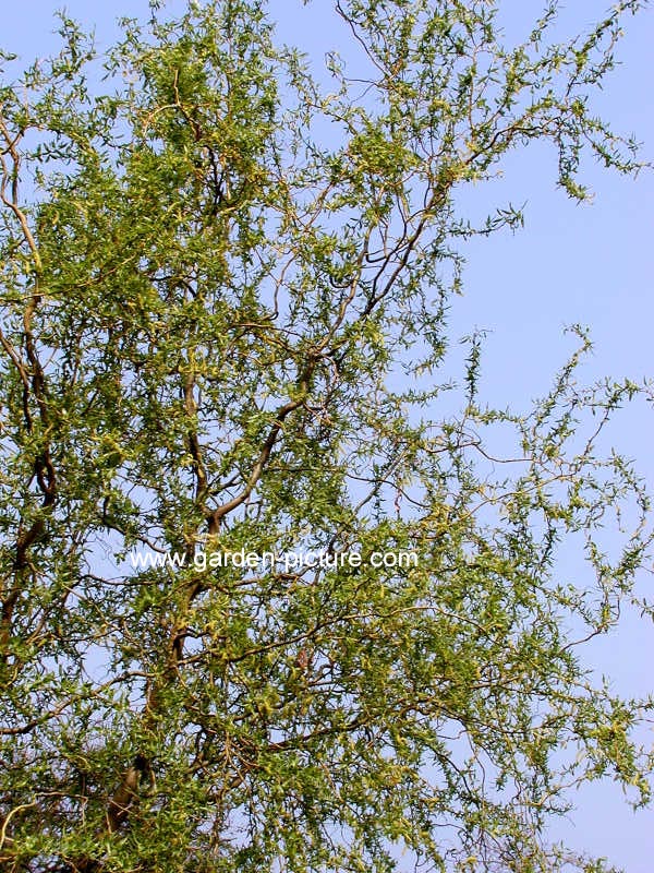 Salix babylonica 'Tortuosa'