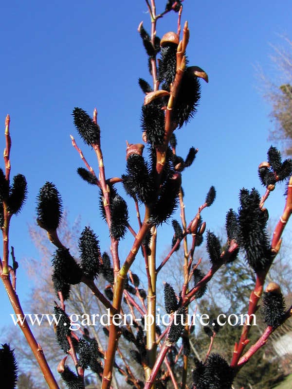 Salix melanostachys