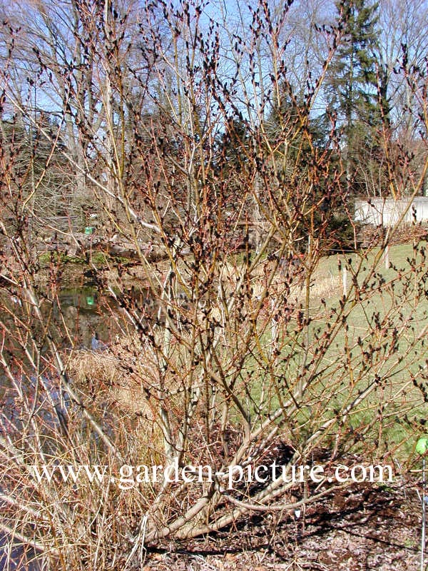 Salix melanostachys