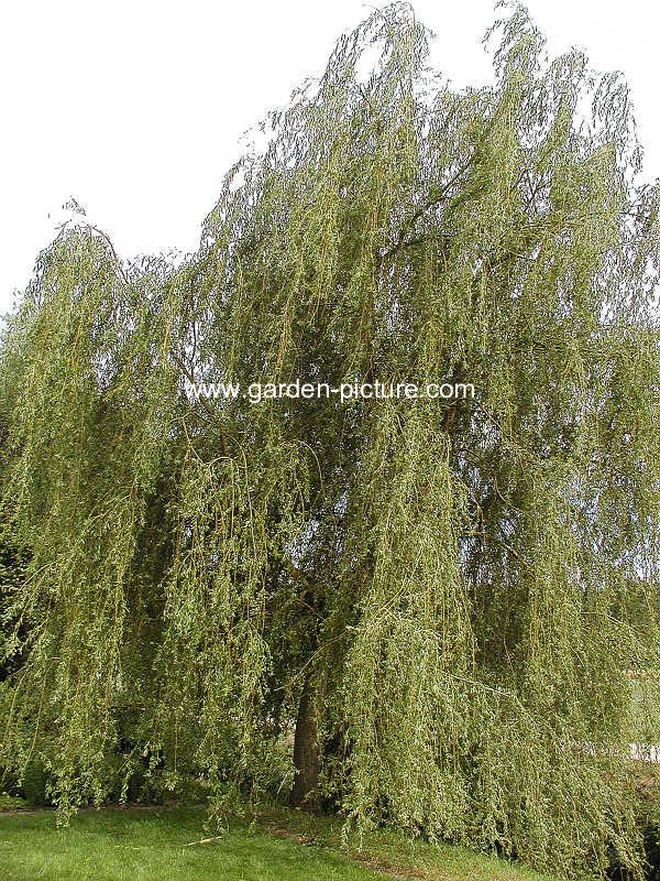 Salix alba 'Vitellina'