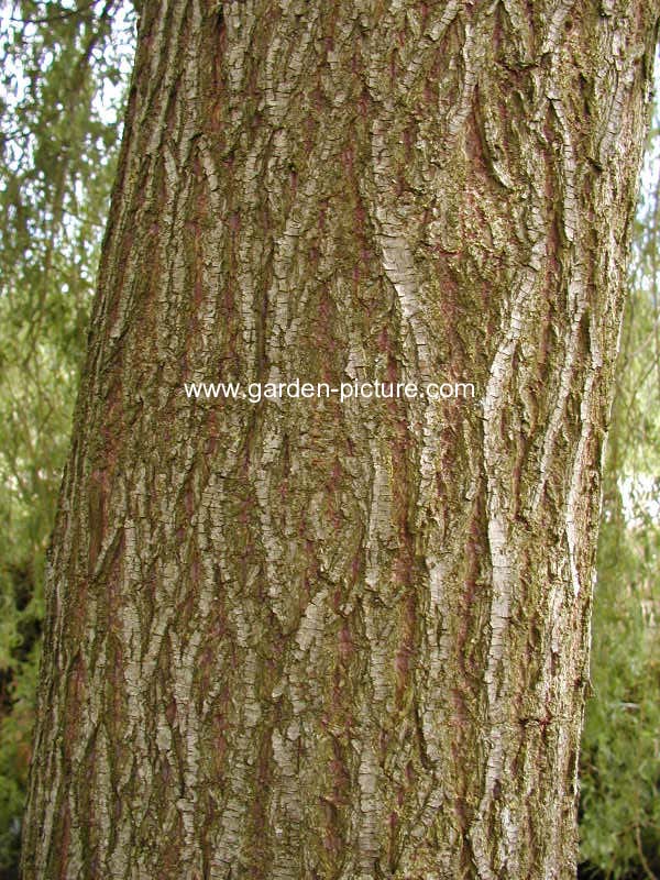 Salix alba 'Vitellina'
