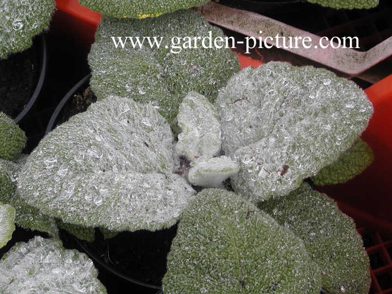 Salvia argentea