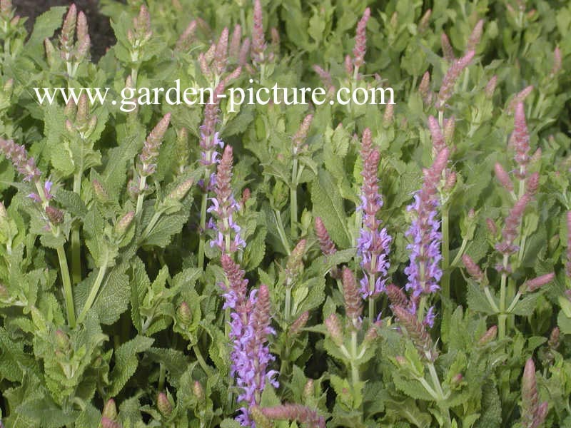 Salvia nemorosa 'Blauhuegel'