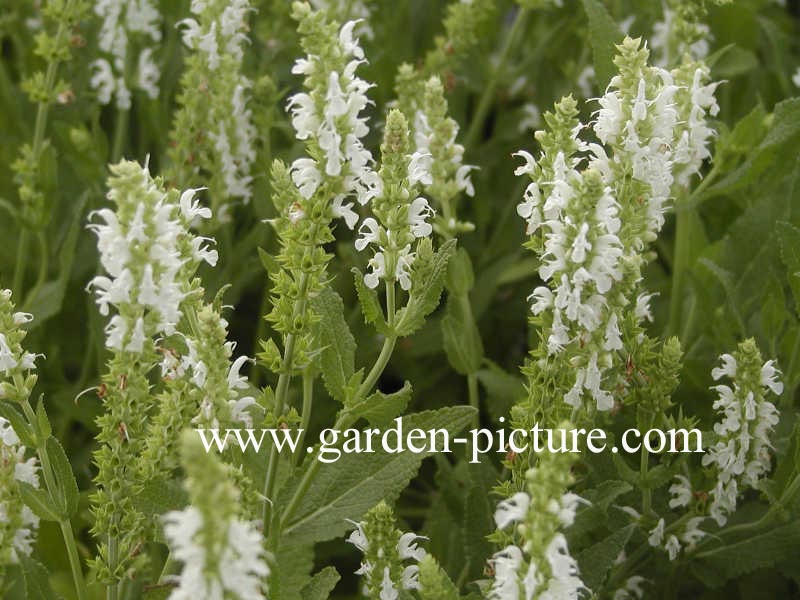 Salvia nemorosa 'Schneehuegel'