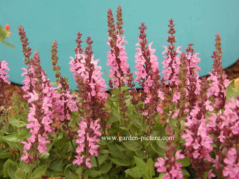 Salvia nemorosa 'Sensation Rose'