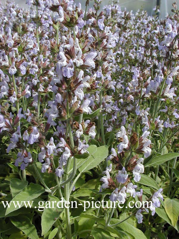 Salvia officinalis