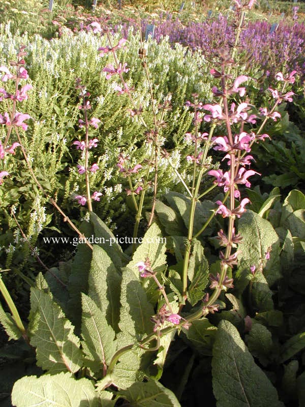 Salvia pratensis 'Lapis Lazuli'