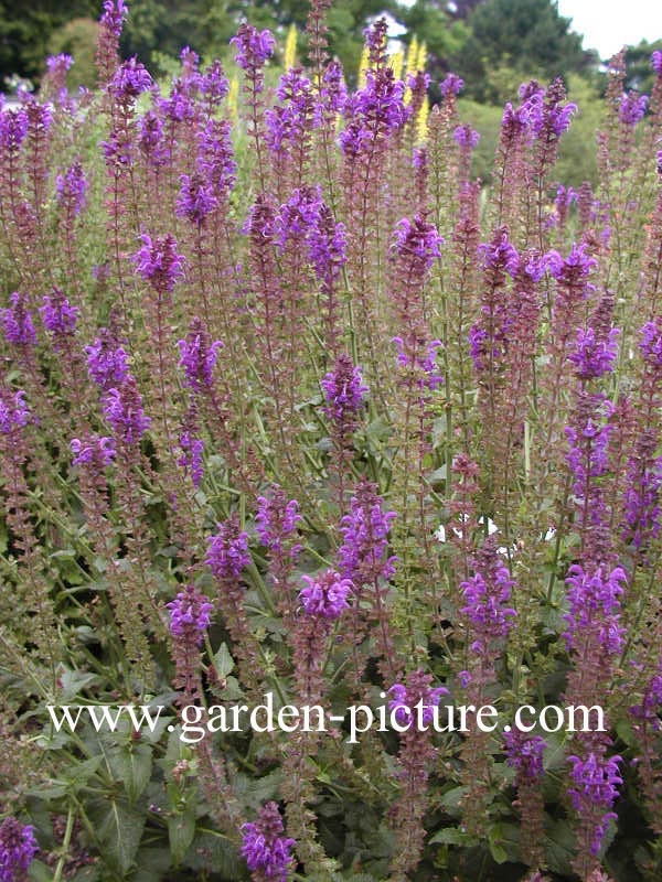 Salvia nemorosa 'Mainacht'