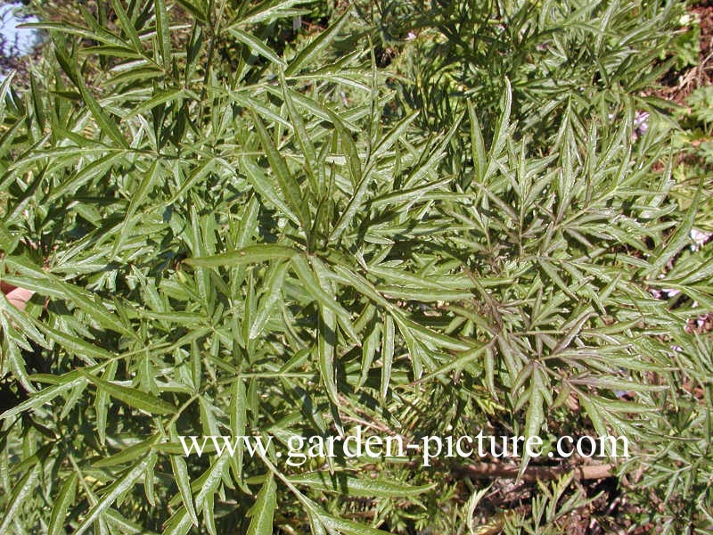 Sambucus nigra 'Laciniata'