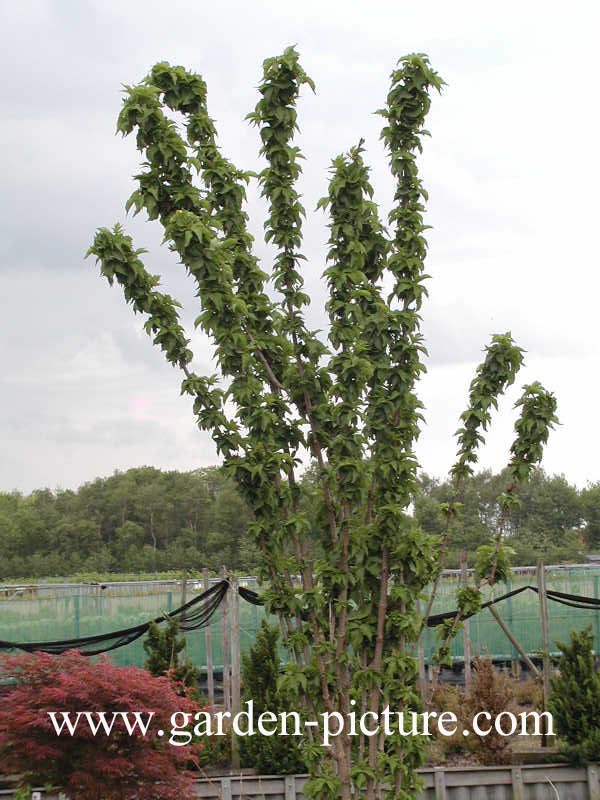 Sambucus nigra 'Pyramidalis'