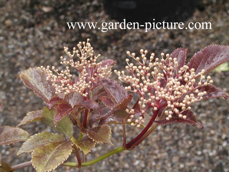 Sambucus nigra 'Thundercloud' (RED HOLY)