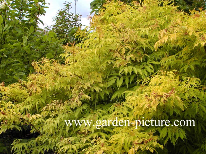 Sambucus racemosa 'Plumosa Aurea'