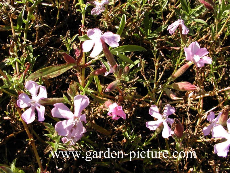 Saponaria lempergii 'Max Frei'