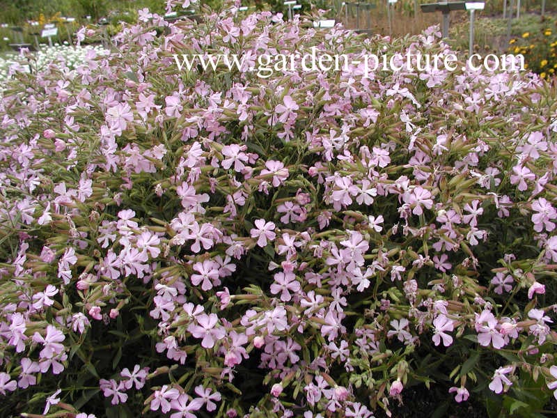 Saponaria lempergii 'Max Frei'