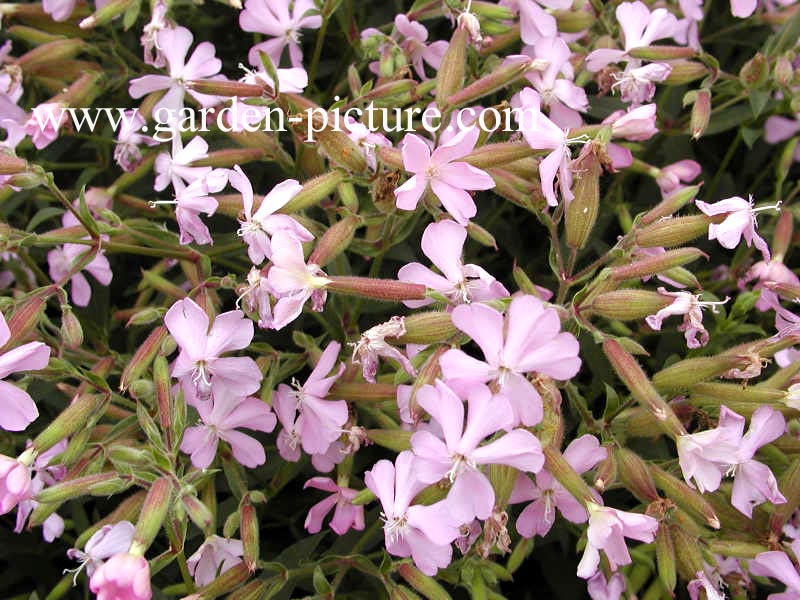 Saponaria lempergii 'Max Frei'