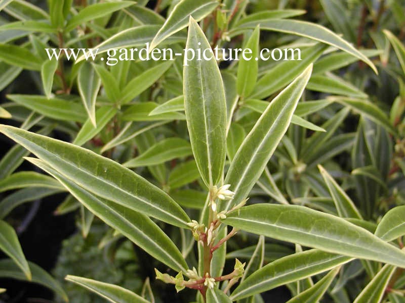 Sarcococca hookeriana