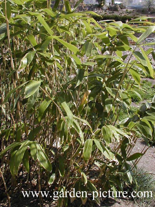 Sasa palmata 'Nebulosa'