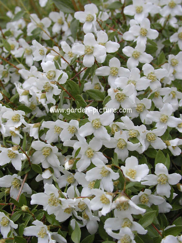 Philadelphus 'Lemoinei'