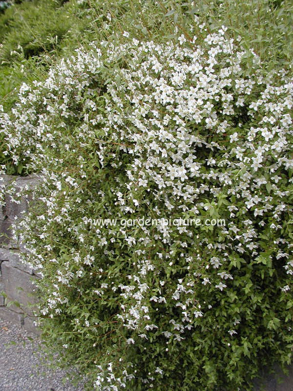 Philadelphus 'Lemoinei'