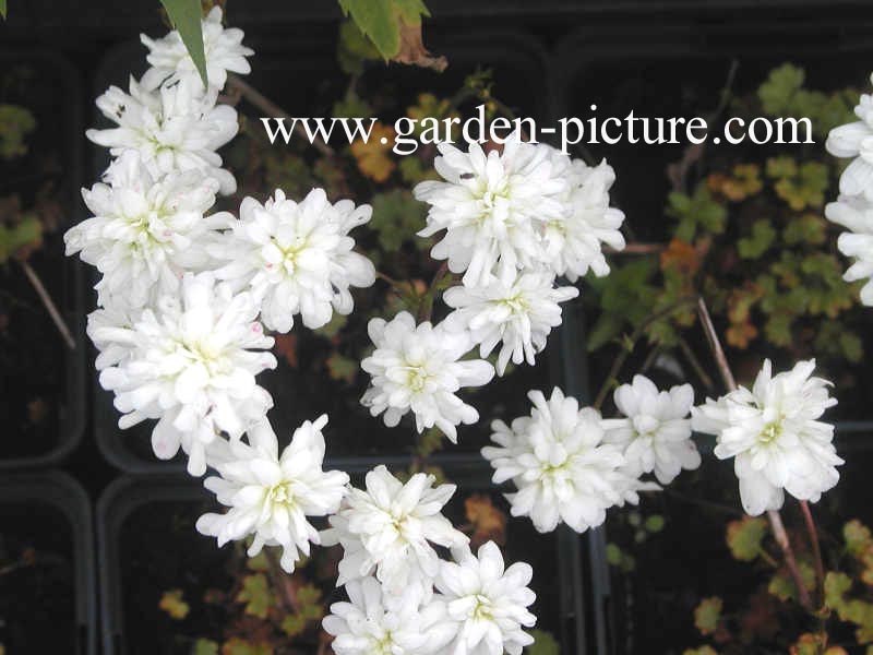 Saxifraga granulata 'Plena'