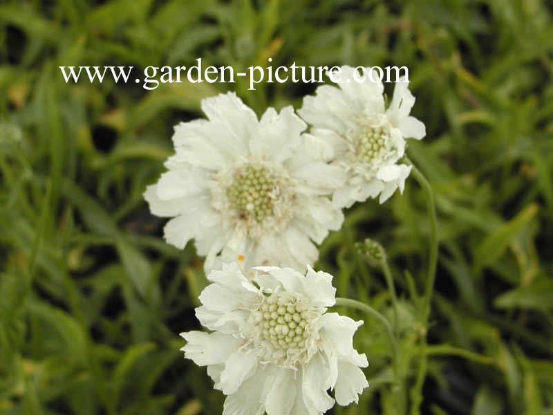 Scabiosa caucasica 'Alba'