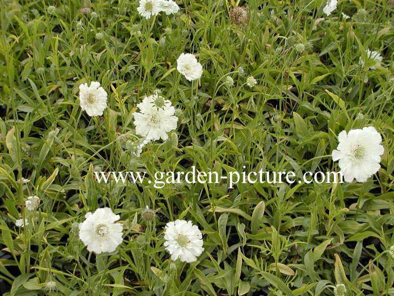 Scabiosa caucasica 'Alba'