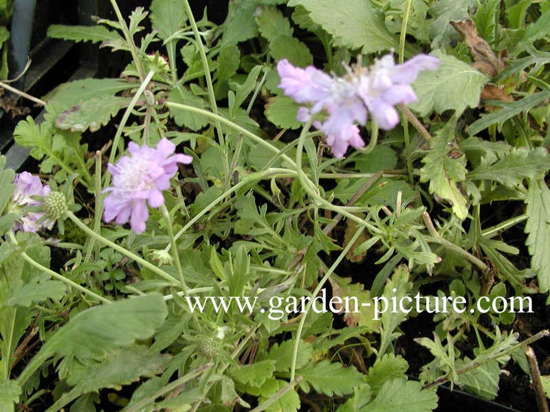 Scabiosa columbaria 'Butterfly Blue'