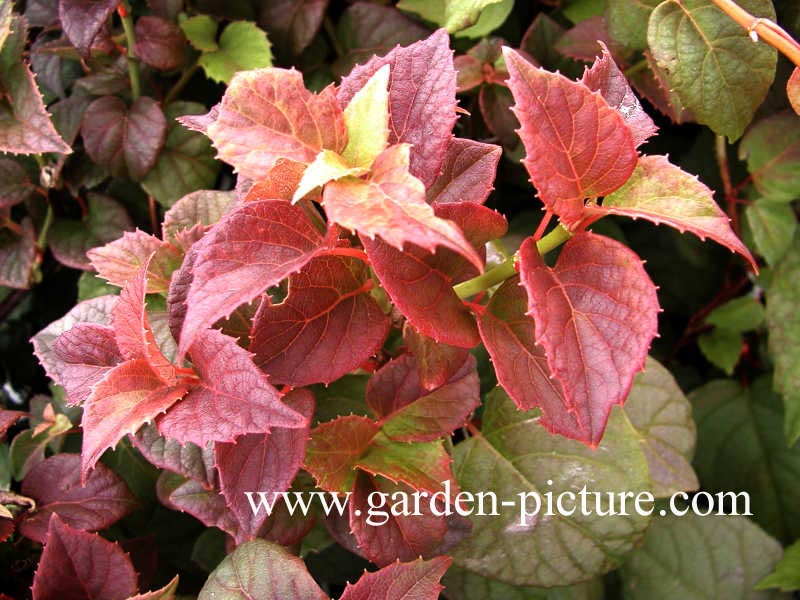 Schizophragma hydrangeoides 'Moonlight'