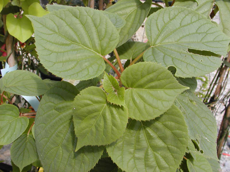 Schizophragma hydrangeoides