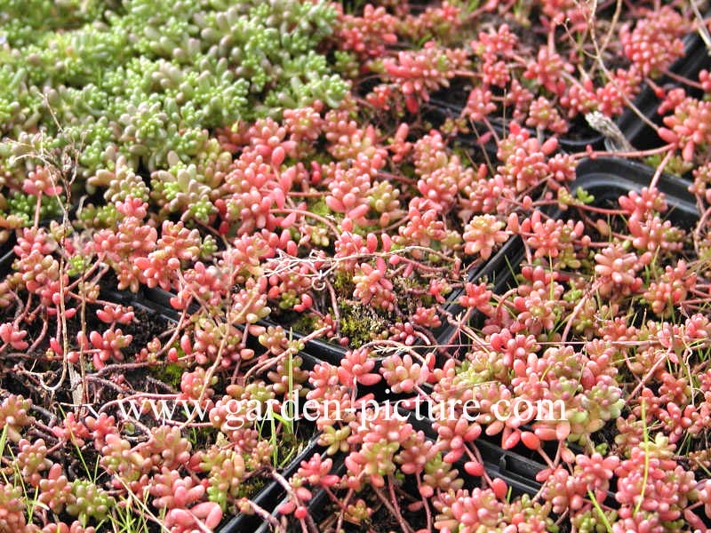 Sedum album 'Coral Carpet'