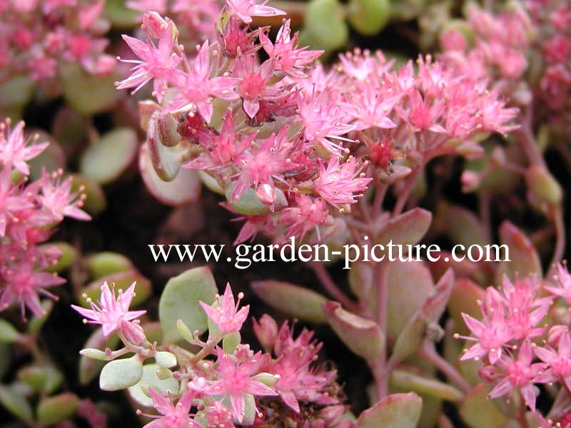 Sedum cauticolum 'Lidakense'