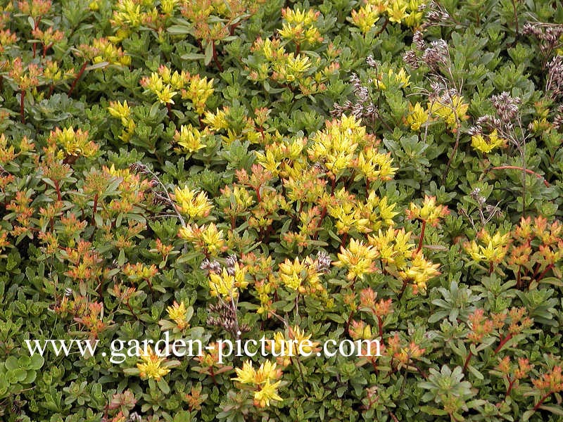 Sedum floriferum 'Weihenstephaner Gold'