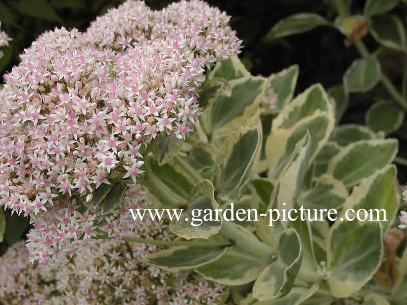 Sedum 'Frosty Morn'