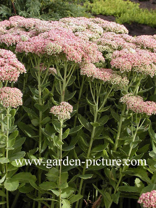 Sedum 'Herbstfreude'