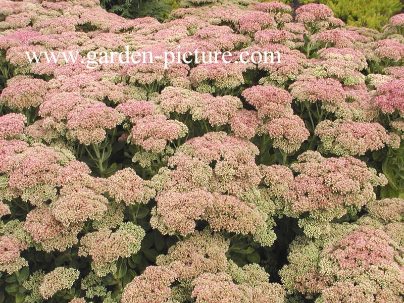 Sedum 'Herbstfreude'