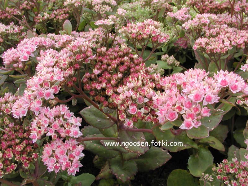 Sedum 'Joyce Henderson'