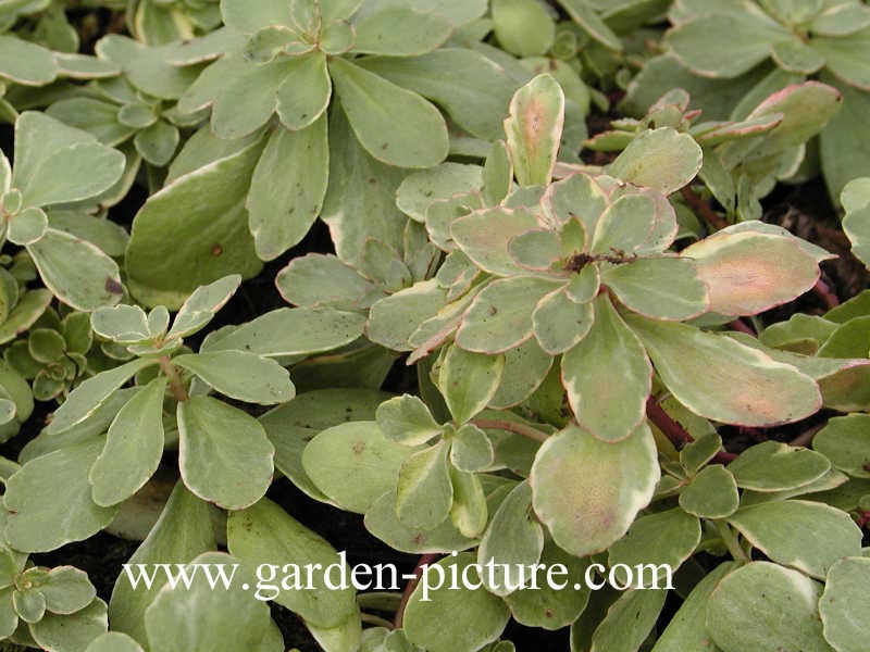 Sedum kamtschaticum 'Variegatum'