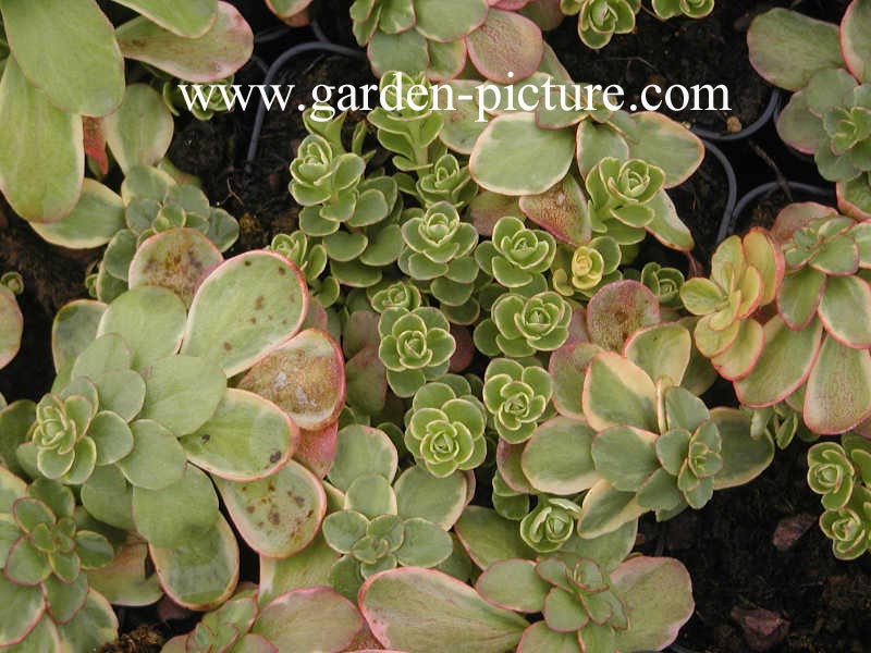 Sedum kamtschaticum 'Variegatum'