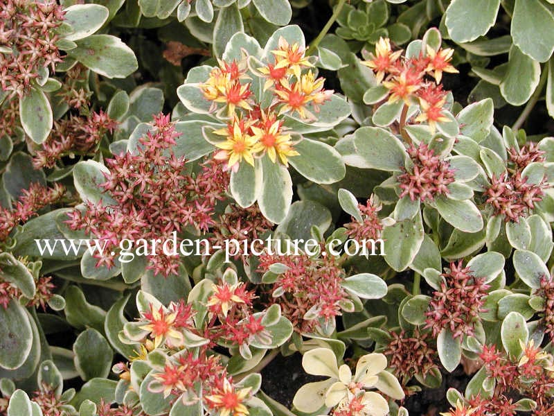 Sedum kamtschaticum 'Variegatum'